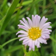 Calotis glandulosa (Mauve Burr-daisy) at Dry Plain, NSW - 19 Nov 2022 by trevorpreston