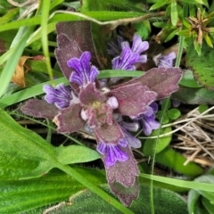 Ajuga australis (Austral Bugle) at Top Hut TSR - 19 Nov 2022 by trevorpreston