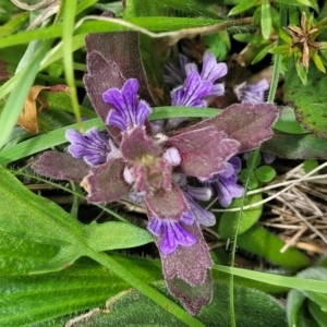 Ajuga australis at Dry Plain, NSW - 19 Nov 2022 11:53 AM