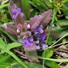 Ajuga australis at Dry Plain, NSW - 19 Nov 2022