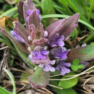 Ajuga australis at Dry Plain, NSW - 19 Nov 2022 11:53 AM