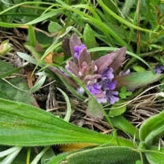 Ajuga australis at Dry Plain, NSW - 19 Nov 2022 11:53 AM