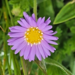 Calotis glandulosa (Mauve Burr-daisy) at Top Hut TSR - 19 Nov 2022 by trevorpreston