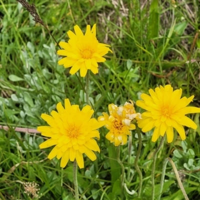 Microseris lanceolata (Yam Daisy) at Top Hut TSR - 19 Nov 2022 by trevorpreston