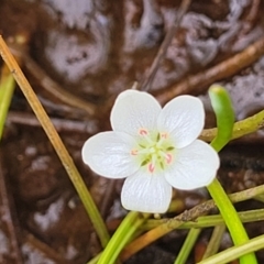 Montia australasica (White Purslane) at Dry Plain, NSW - 19 Nov 2022 by trevorpreston