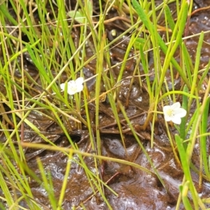 Montia australasica at Dry Plain, NSW - 19 Nov 2022