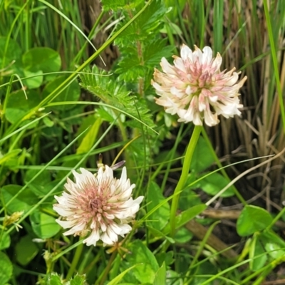 Trifolium repens (White Clover) at Top Hut TSR - 19 Nov 2022 by trevorpreston