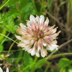 Trifolium repens at Dry Plain, NSW - 19 Nov 2022