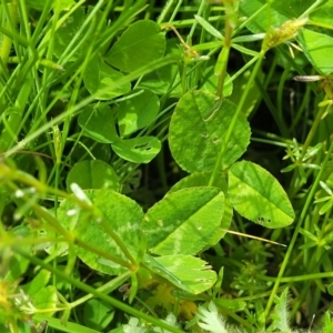 Trifolium repens at Dry Plain, NSW - 19 Nov 2022