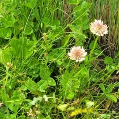 Trifolium repens at Dry Plain, NSW - 19 Nov 2022 11:47 AM