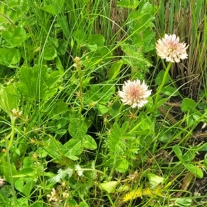 Trifolium repens at Dry Plain, NSW - 19 Nov 2022