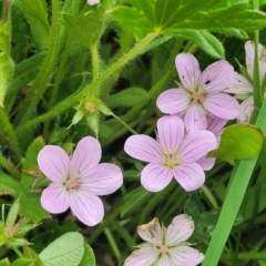 Geranium antrorsum (Rosetted Cranesbill) at Dry Plain, NSW - 19 Nov 2022 by trevorpreston