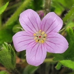 Geranium antrorsum at Dry Plain, NSW - 19 Nov 2022