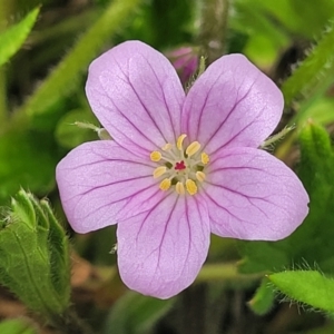 Geranium antrorsum at Dry Plain, NSW - 19 Nov 2022