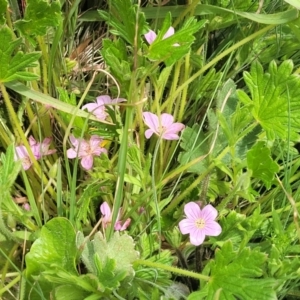 Geranium antrorsum at Dry Plain, NSW - 19 Nov 2022