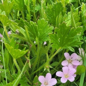 Geranium antrorsum at Dry Plain, NSW - 19 Nov 2022