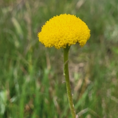 Craspedia variabilis (Common Billy Buttons) at Top Hut TSR - 19 Nov 2022 by trevorpreston