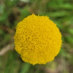 Craspedia variabilis at Dry Plain, NSW - suppressed