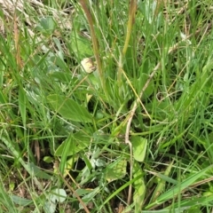 Craspedia variabilis at Dry Plain, NSW - 19 Nov 2022