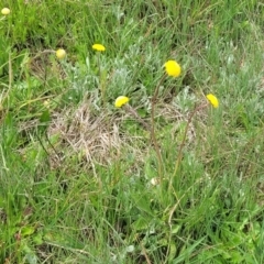 Craspedia variabilis at Dry Plain, NSW - suppressed