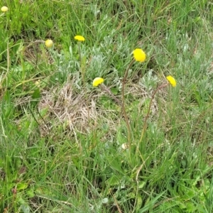 Craspedia variabilis at Dry Plain, NSW - suppressed