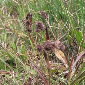 Luzula ovata at Dry Plain, NSW - 19 Nov 2022