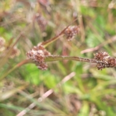 Luzula ovata at Dry Plain, NSW - 19 Nov 2022