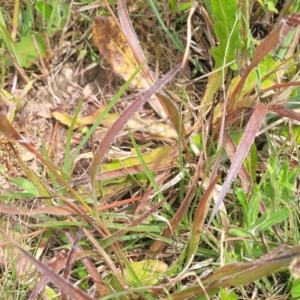 Luzula ovata at Dry Plain, NSW - 19 Nov 2022
