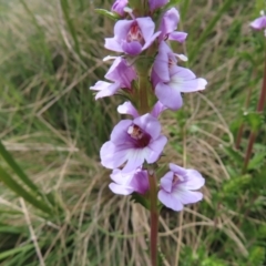 Euphrasia collina subsp. paludosa at Scabby Range Nature Reserve - 19 Nov 2022 by MatthewFrawley