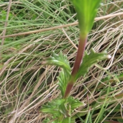 Euphrasia collina subsp. paludosa at Yaouk, NSW - 19 Nov 2022