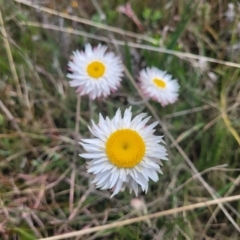 Leucochrysum albicans subsp. tricolor (Hoary Sunray) at Dry Plain, NSW - 19 Nov 2022 by trevorpreston