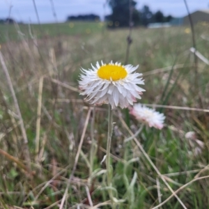 Leucochrysum albicans subsp. tricolor at Dry Plain, NSW - 19 Nov 2022