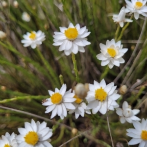 Rhodanthe anthemoides at Coolringdon, NSW - 19 Nov 2022