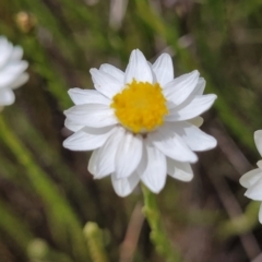 Rhodanthe anthemoides at Coolringdon, NSW - 19 Nov 2022