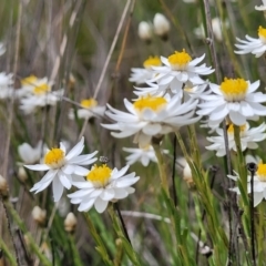 Rhodanthe anthemoides at Coolringdon, NSW - 19 Nov 2022