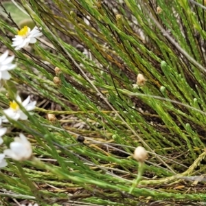 Rhodanthe anthemoides at Coolringdon, NSW - 19 Nov 2022