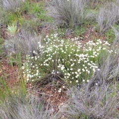 Rhodanthe anthemoides at Coolringdon, NSW - 19 Nov 2022