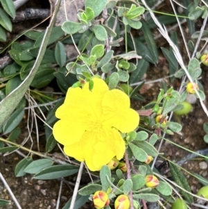 Hibbertia obtusifolia at Rendezvous Creek, ACT - 19 Nov 2022