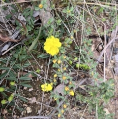 Hibbertia obtusifolia at Rendezvous Creek, ACT - 19 Nov 2022 09:50 AM