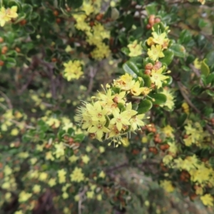 Phebalium squamulosum subsp. ozothamnoides at Mount Clear, ACT - 19 Nov 2022