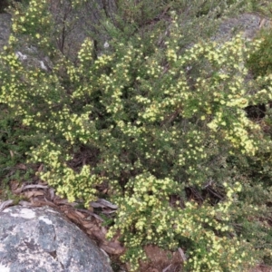 Phebalium squamulosum subsp. ozothamnoides at Mount Clear, ACT - 19 Nov 2022