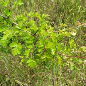 Crataegus monogyna at Cooma, NSW - 19 Nov 2022