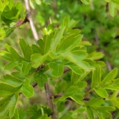 Crataegus monogyna at Cooma, NSW - 19 Nov 2022