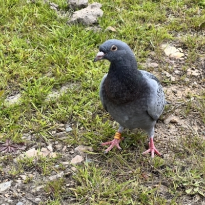 Columba livia (Rock Dove (Feral Pigeon)) at Namadgi National Park - 19 Nov 2022 by JimL