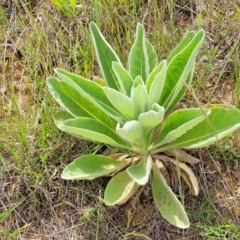 Verbascum thapsus subsp. thapsus (Great Mullein, Aaron's Rod) at Cooma, NSW - 19 Nov 2022 by trevorpreston