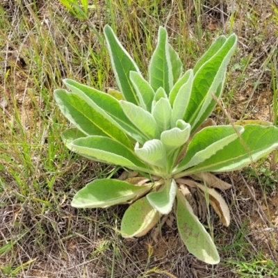 Verbascum thapsus subsp. thapsus (Great Mullein, Aaron's Rod) at Cooma Grasslands Reserves - 19 Nov 2022 by trevorpreston