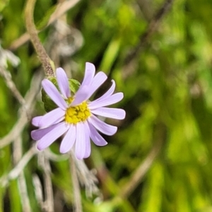 Vittadinia muelleri at Cooma, NSW - 19 Nov 2022