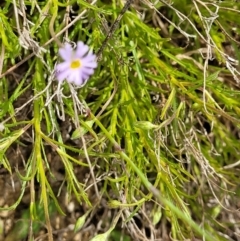 Vittadinia muelleri at Cooma, NSW - 19 Nov 2022