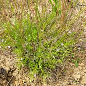 Vittadinia muelleri at Cooma, NSW - 19 Nov 2022