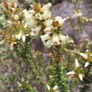 Epacris robusta at Mount Clear, ACT - 19 Nov 2022 11:57 AM